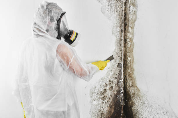 Best Home Mold Removal  in East Meadow, NY