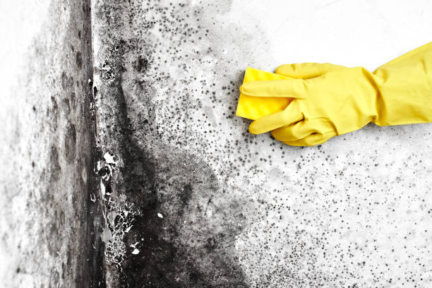 Best Crawl Space Mold Removal  in East Meadow, NY
