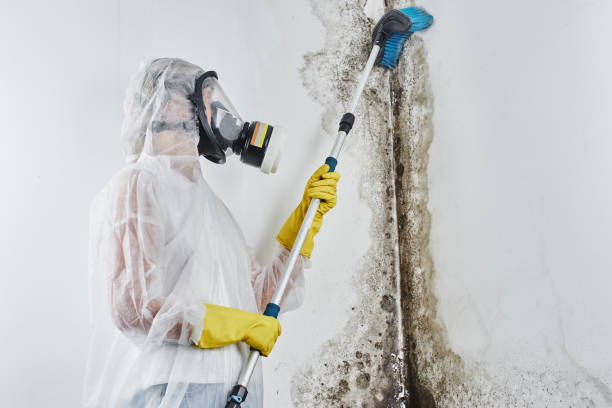 Best Commercial Mold Removal  in East Meadow, NY