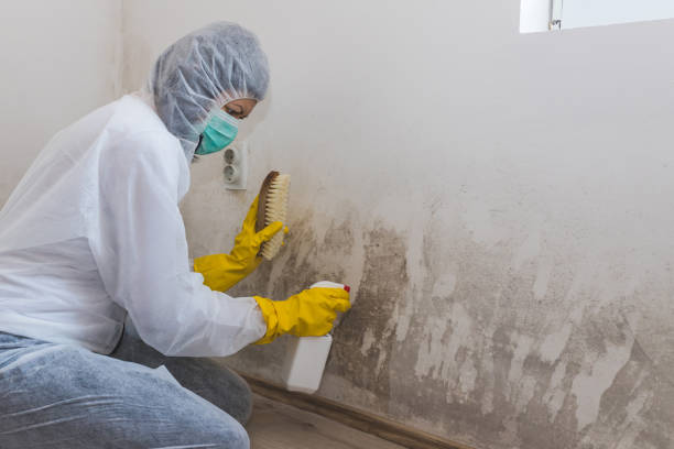 Best Residential Mold Removal  in East Meadow, NY