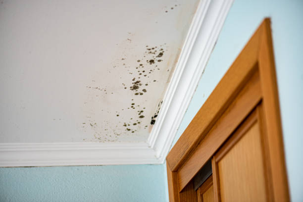 East Meadow, NY Mold Removal Company