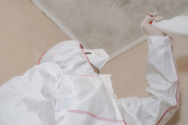 Best Certified Mold Removal  in East Meadow, NY