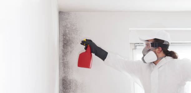 Best Mold Cleaning Services  in East Meadow, NY