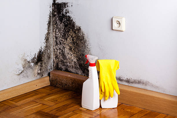 Best Certified Mold Removal  in East Meadow, NY